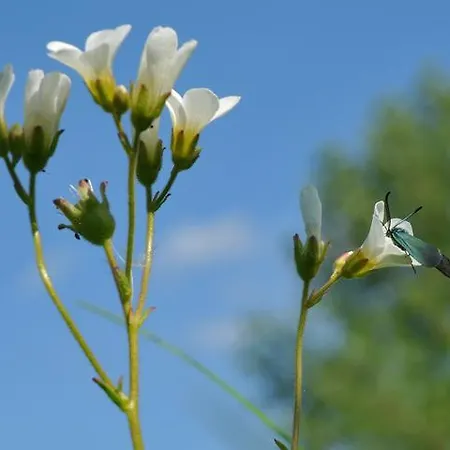 Vallee De Rabais 2* فيرتون